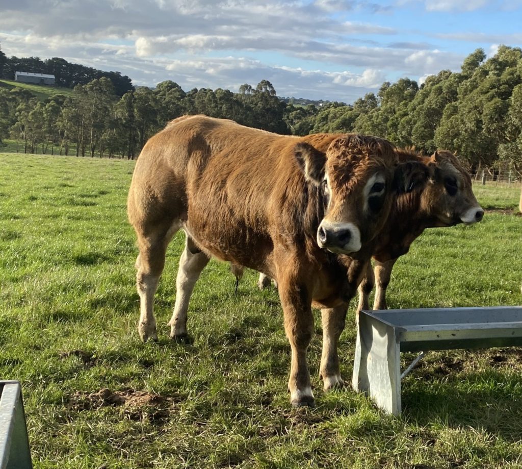Bulls at the feed trough