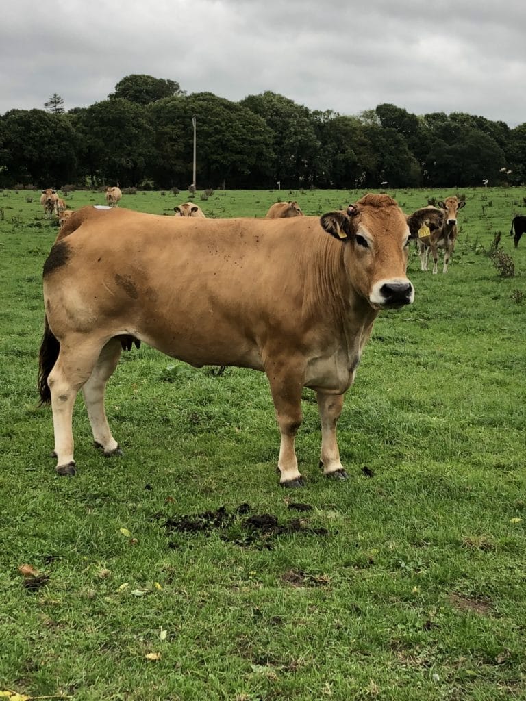 Ireland Parthenaise cow