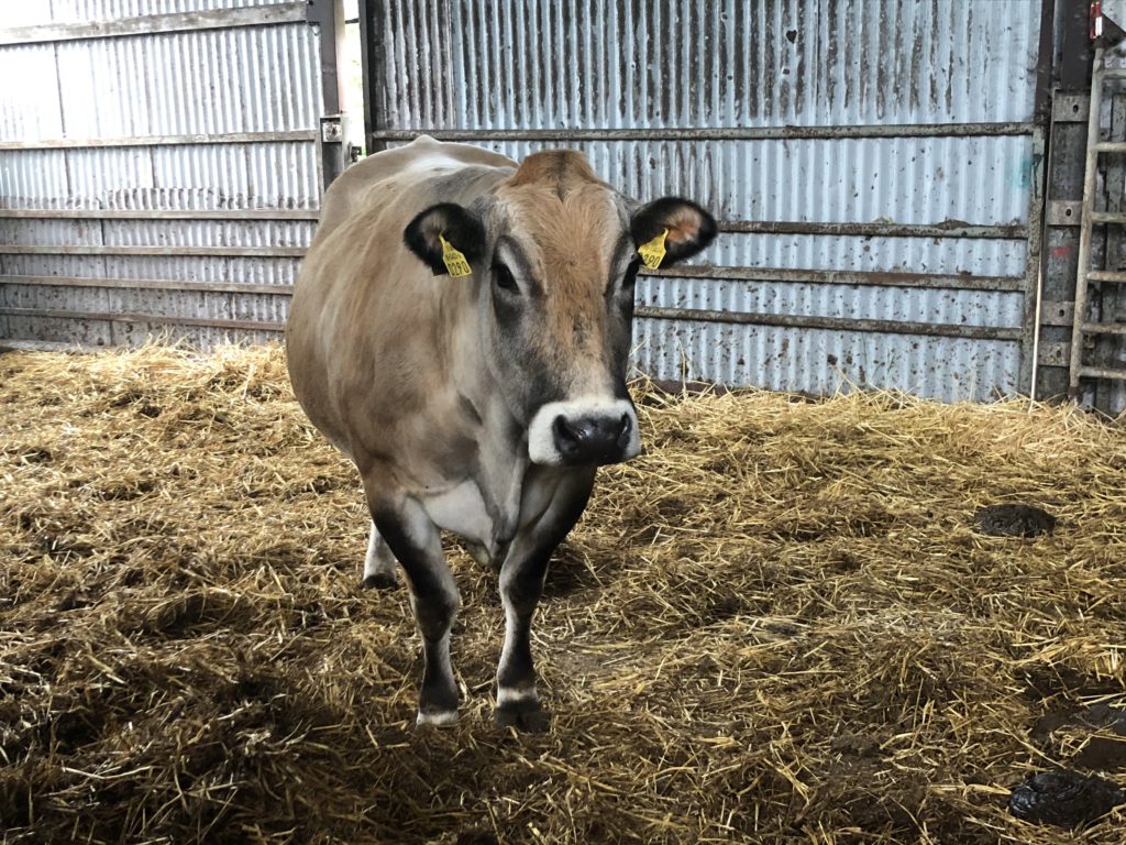 Irish Cow Selections