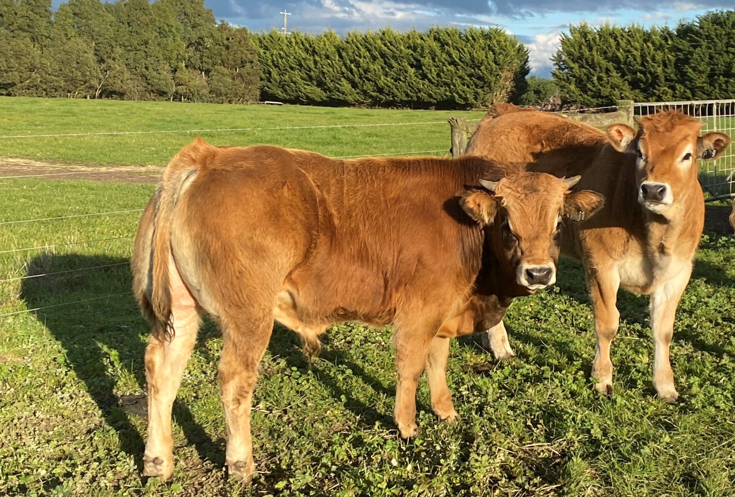 Home Page Australian bred Parthenise Cattle_ Flipped