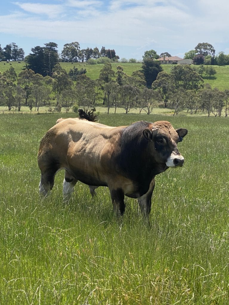 Traits Australian bred Parthenaise Bull